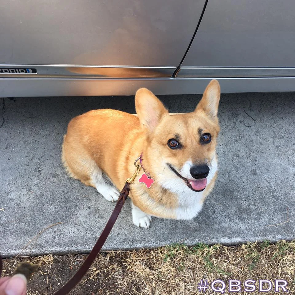 GATSBY (Bite History; bite inhibition being determined) Male, 3.5 years old. NEW TO THE RESCUE 8/2017! Temperament, socialization levels, and triggers still under review. Currently undergoing muzzle training with foster dad. Owner surrender due to biting family member. Knows basic commands. Will need corgi savvy and experienced owner. Not good for first time owner. Not good for households with children.