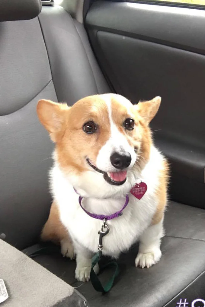 LUCY Female, 8 years old NEW TO RESCUE 8/22/2017!
96
Normal
0
false
false
false
EN-US
X-NONE
X-NONE
/* Style Definitions */
table.MsoNormalTable
{mso-style-name:"Table Normal";
mso-tstyle-rowband-size:0;
mso-tstyle-colband-size:0;
mso-style-noshow:yes;
mso-style-priority:99;
mso-style-parent:"";
mso-padding-alt:0in 5.4pt 0in 5.4pt;
mso-para-margin:0in;
mso-para-margin-bottom:.0001pt;
mso-pagination:widow-orphan;
font-size:12.0pt;
font-family:Calibri;
mso-ascii-font-family:Calibri;
mso-ascii-theme-font:minor-latin;
mso-hansi-font-family:Calibri;
mso-hansi-theme-font:minor-latin;}
Owner surrender due to fighting with another dog in the household. Triggered by excitement escalations, doorways, and claiming affection. Needs basic obedience to show her guidance and leadership.
