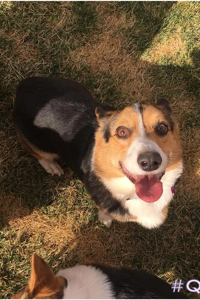 CHANCE Male, 3 years old. NEW TO RESCUE 1/2018! Adopted from Central California ASPCA 6 months ago. New owners surrendered due to "behavioral issues" which included "peeing everywhere" and "growling too much." Follow us on Facebook as we learn more about this handsome doggo!