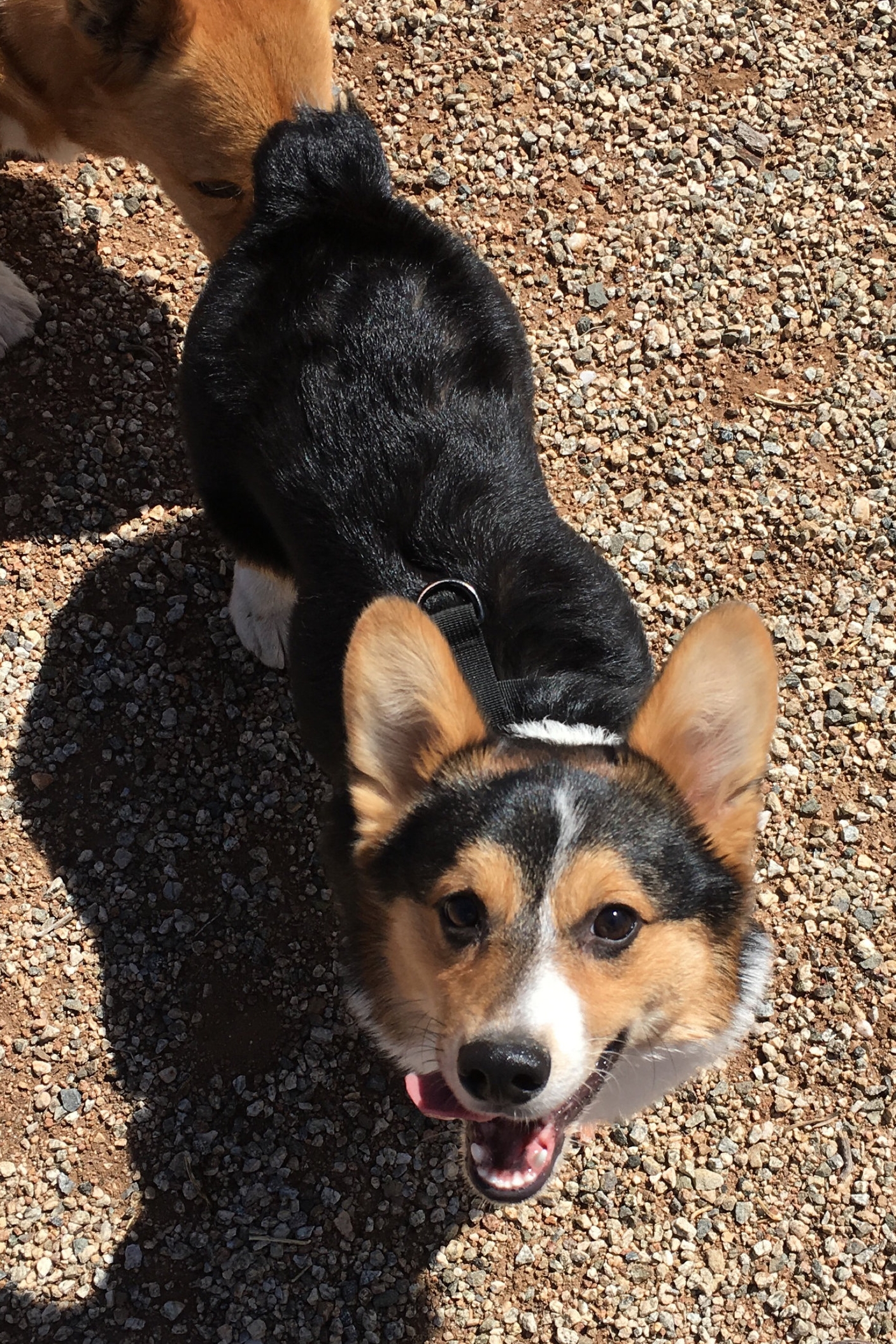 BANJO Male, ~6 months old NEW TO RESCUE! (March 2018)
96
Normal
0
false
false
false
EN-US
X-NONE
X-NONE
/* Style Definitions */
table.MsoNormalTable
{mso-style-name:"Table Normal";
mso-tstyle-rowband-size:0;
mso-tstyle-colband-size:0;
mso-style-noshow:yes;
mso-style-priority:99;
mso-style-parent:"";
mso-padding-alt:0in 5.4pt 0in 5.4pt;
mso-para-margin:0in;
mso-para-margin-bottom:.0001pt;
mso-pagination:widow-orphan;
font-size:12.0pt;
font-family:Calibri;
mso-ascii-font-family:Calibri;
mso-ascii-theme-font:minor-latin;
mso-hansi-font-family:Calibri;
mso-hansi-theme-font:minor-latin;}
Owner surrender due to relocation. Won't be available until after he gets neutered. Until that time, we will be assessing his temperament and personality. Follow us on social media for updates about this cutie!