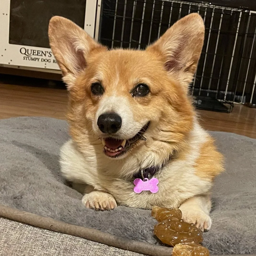 Our Dogs Queen S Best Stumpy Dog Rescue