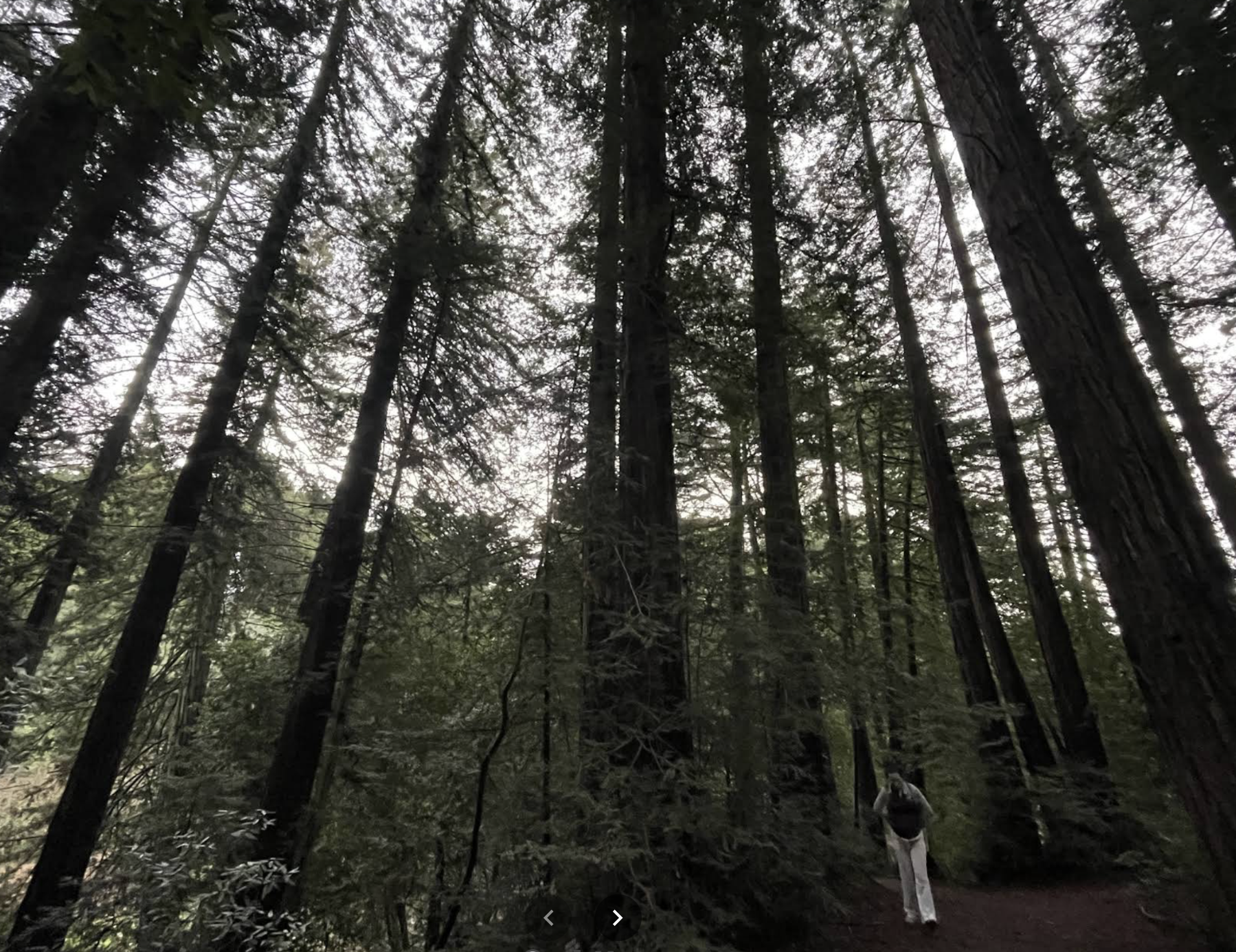NorCal hike with Alumni MJ &amp; Rozy: Oakland - Redwood Bowl