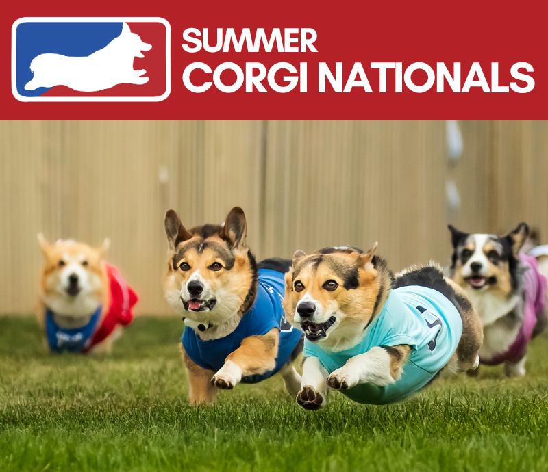 Summer Corgi Nationals at Santa Anita Park