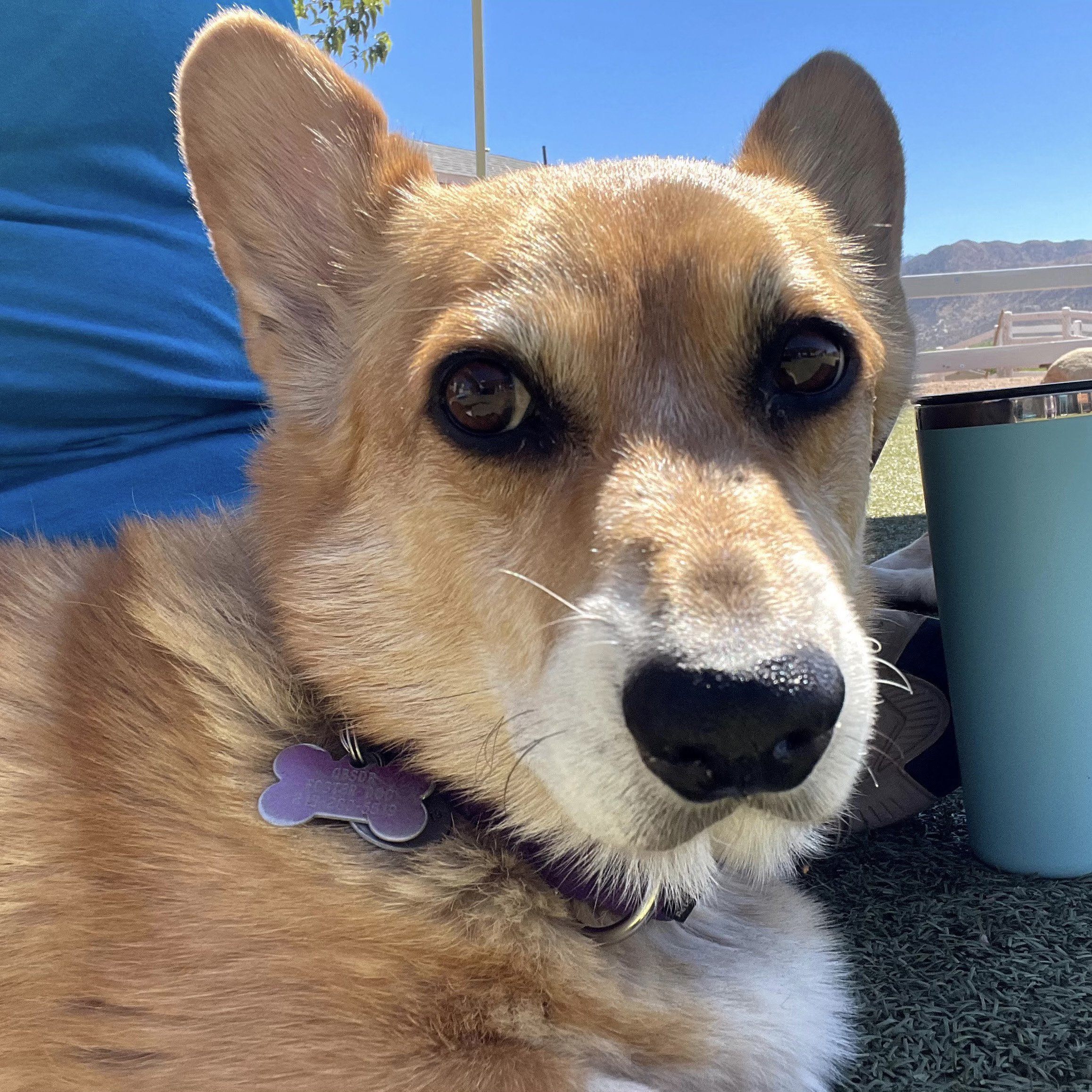 Gatsby corgi breeder 2025