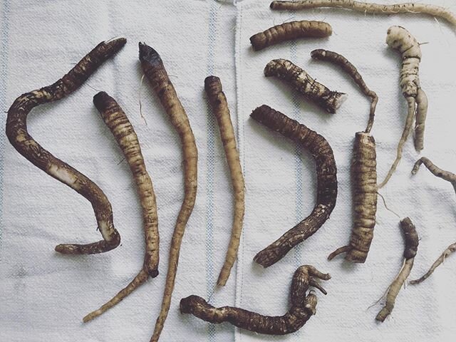 GOBO MADNESS 🥕 Burdock harvest was kinda puny, thanks to its suicidal tendencies (the taproot blocked the drainage hole in one of my pots and it got too waterlogged and drowned). Still, plenty in the other pot. Was going to pickle it. Might still. O