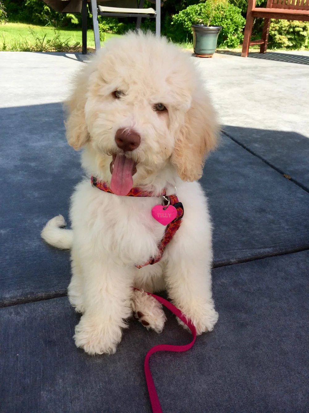 Yawn — Victoria Creek Australian Labradoodles