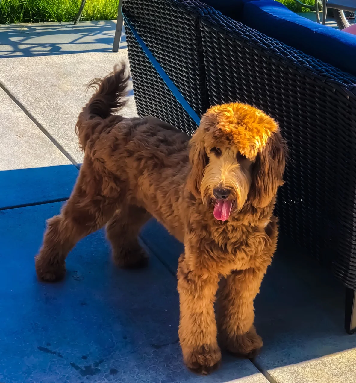 Victoria Creek Fiona Multi Generation Australian Labradoodle ALAA-062048 Standard Size (21 Inches at the shoulders, 45 pounds)
