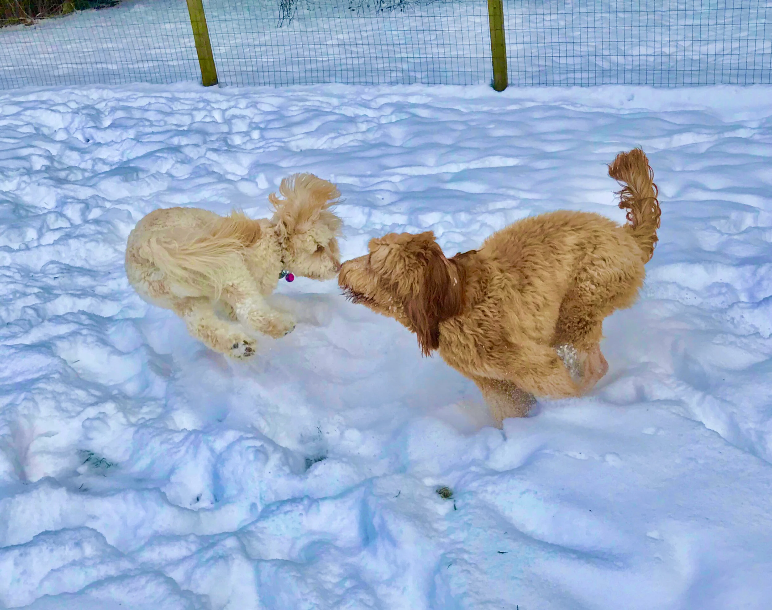 manor lake australian labradoodles puppy cost