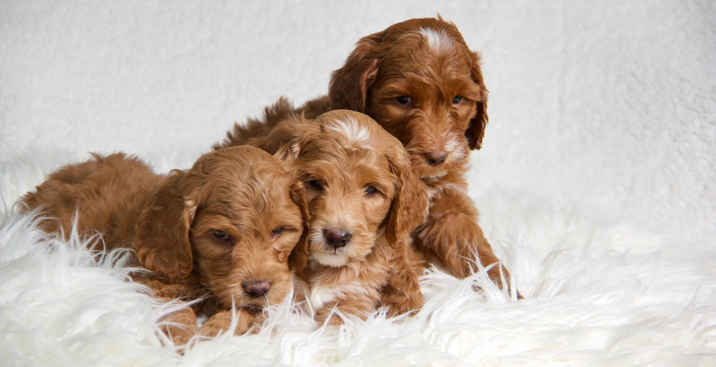 Audrey, Cole and Pete.jpeg