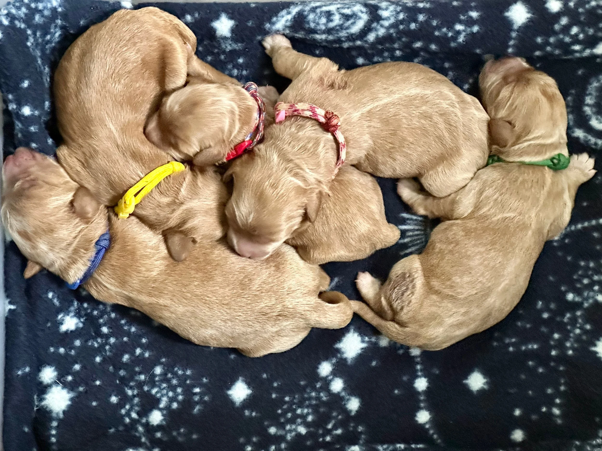 Upcoming Litter — Victoria Creek Australian Labradoodles