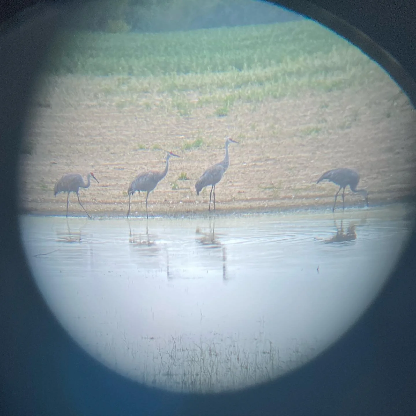 Got to see some sandhill cranes yesterday! Thanks for riding around all the dirt roads with me @daffodil_chick 😂