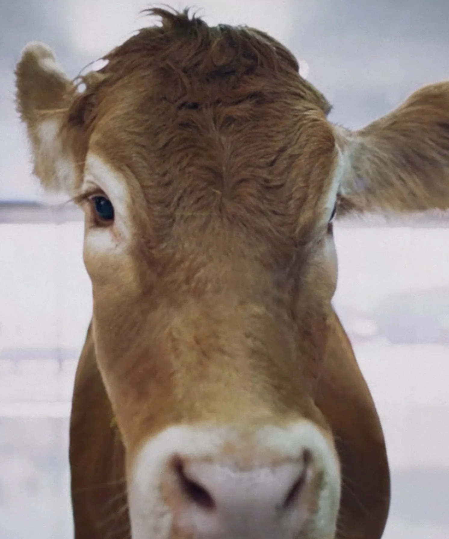 WestJet Cattle.jpg