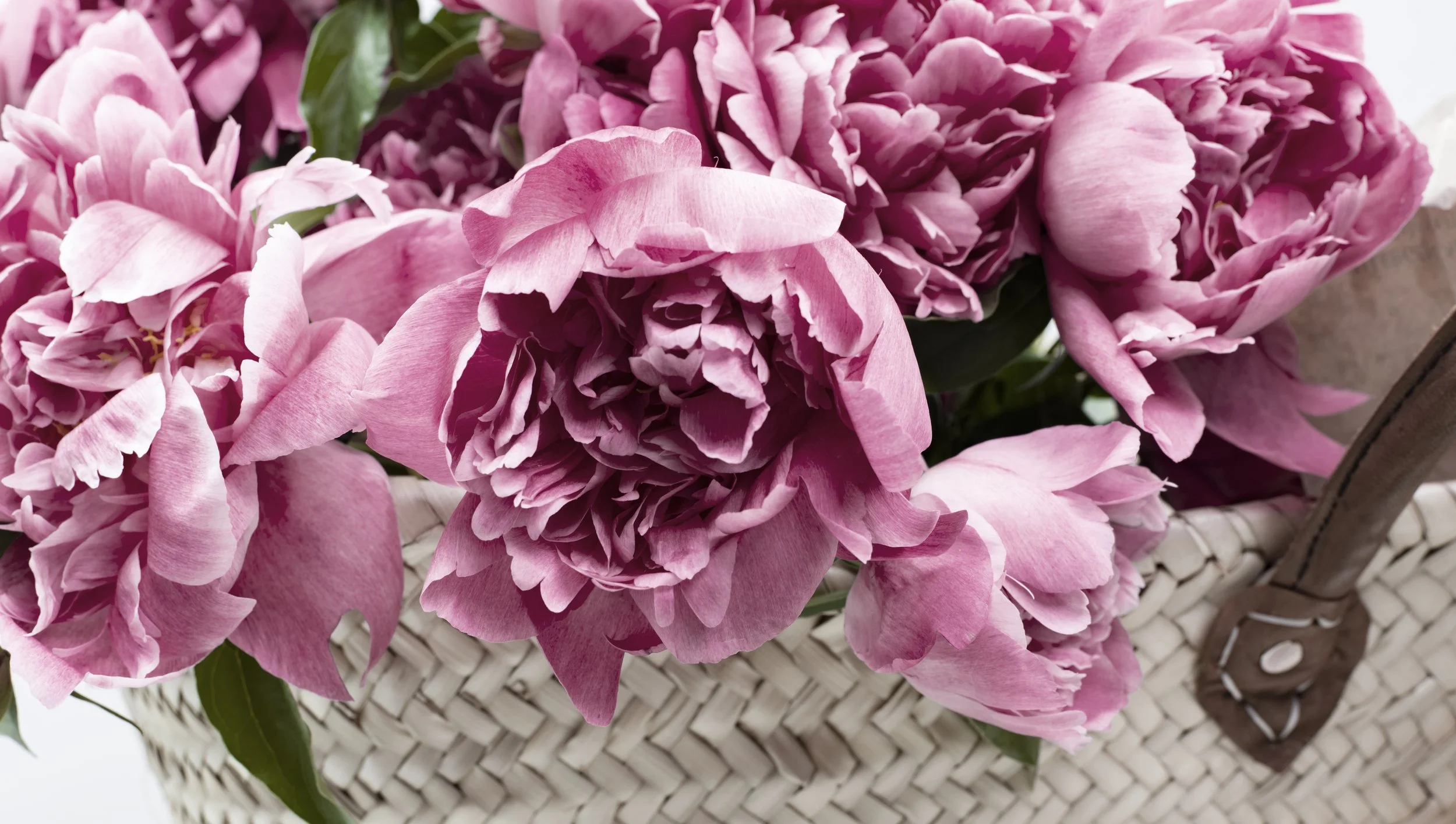 Peonies banner.jpg