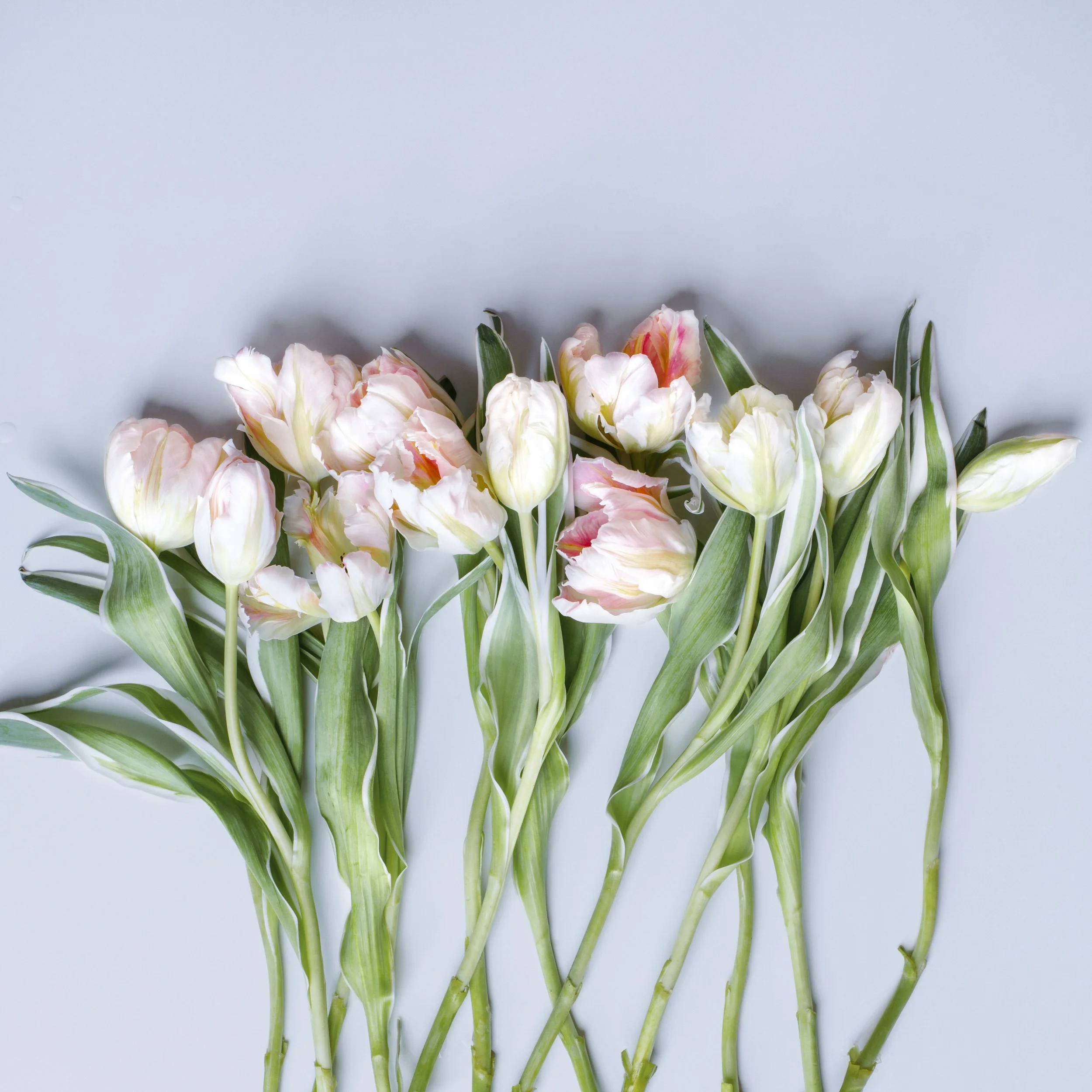 Spring tulips 2.jpg