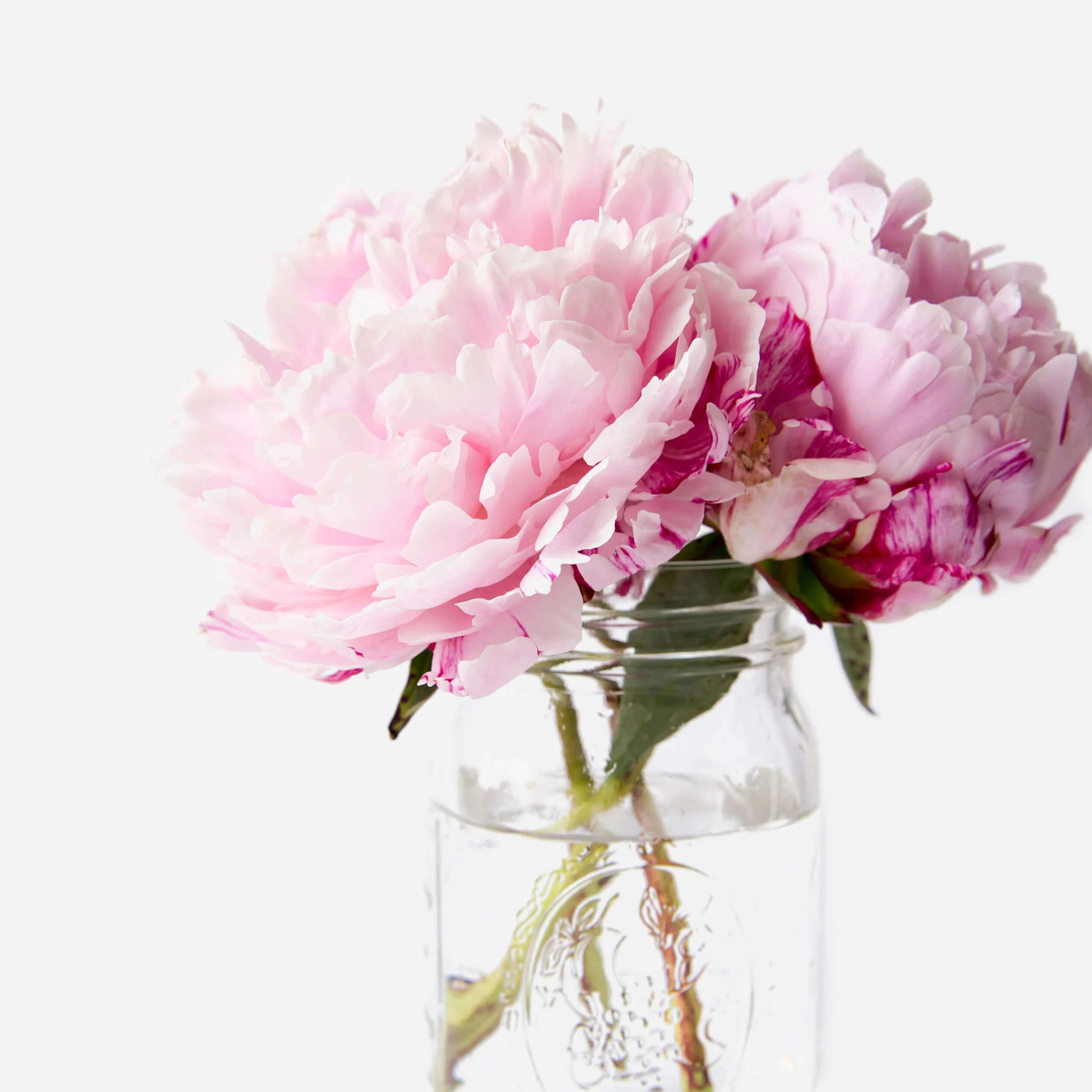 peony5.jpg