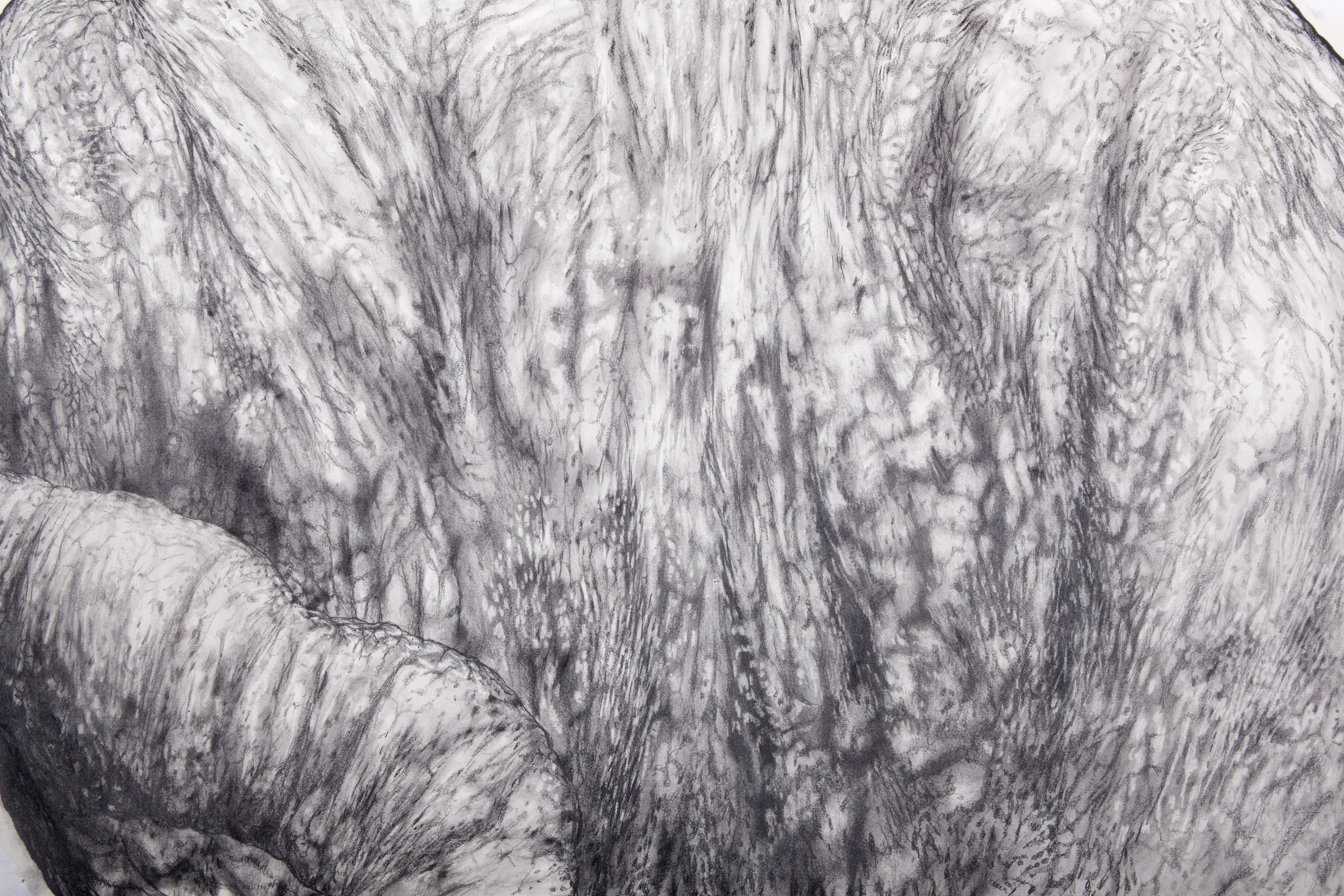 American Ant (DETAIL)