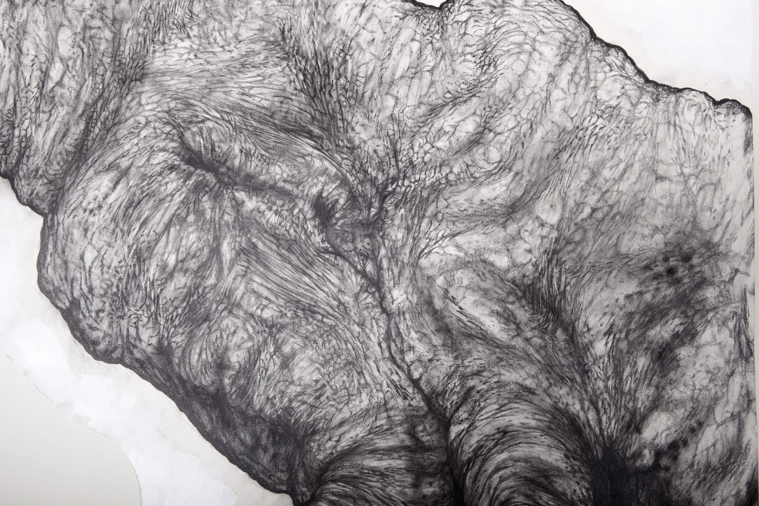American Ant (DETAIL)
