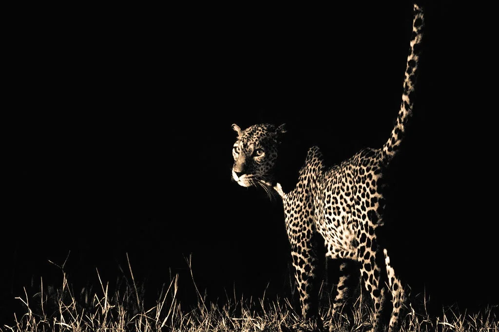 KENYA AND TANZANIA IMMERSIVE TRIP Immerse yourself in vibrant tribal cultures that have remained unchanged for centuries, while cruising rivers and exploring some of the most remote corners of the globe. Experience the best of Kenya and Tanzania with 10 days in the region’s finest national parks and game reserves, while staying at ideally located lodges with stunning views, and an exquisite tented safari camp in the Masai Mara. You will embark on daily game drives with our expert driver guides in exclusive custom-built safari vehicles, and visit a Maasai village. Other activities may include preparing local dishes and artisan workshops.