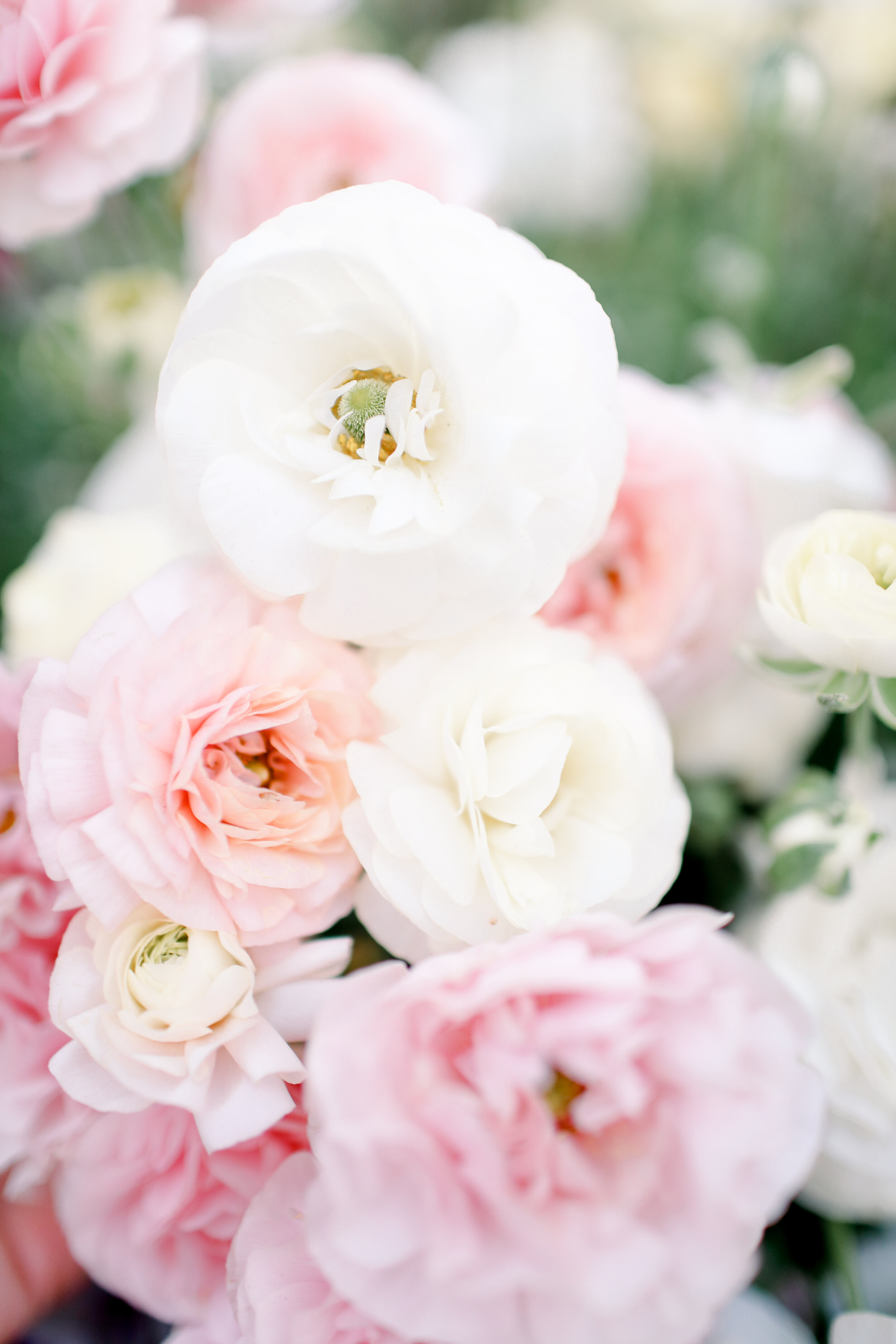 Carnival of Flowers - Toowoomba 