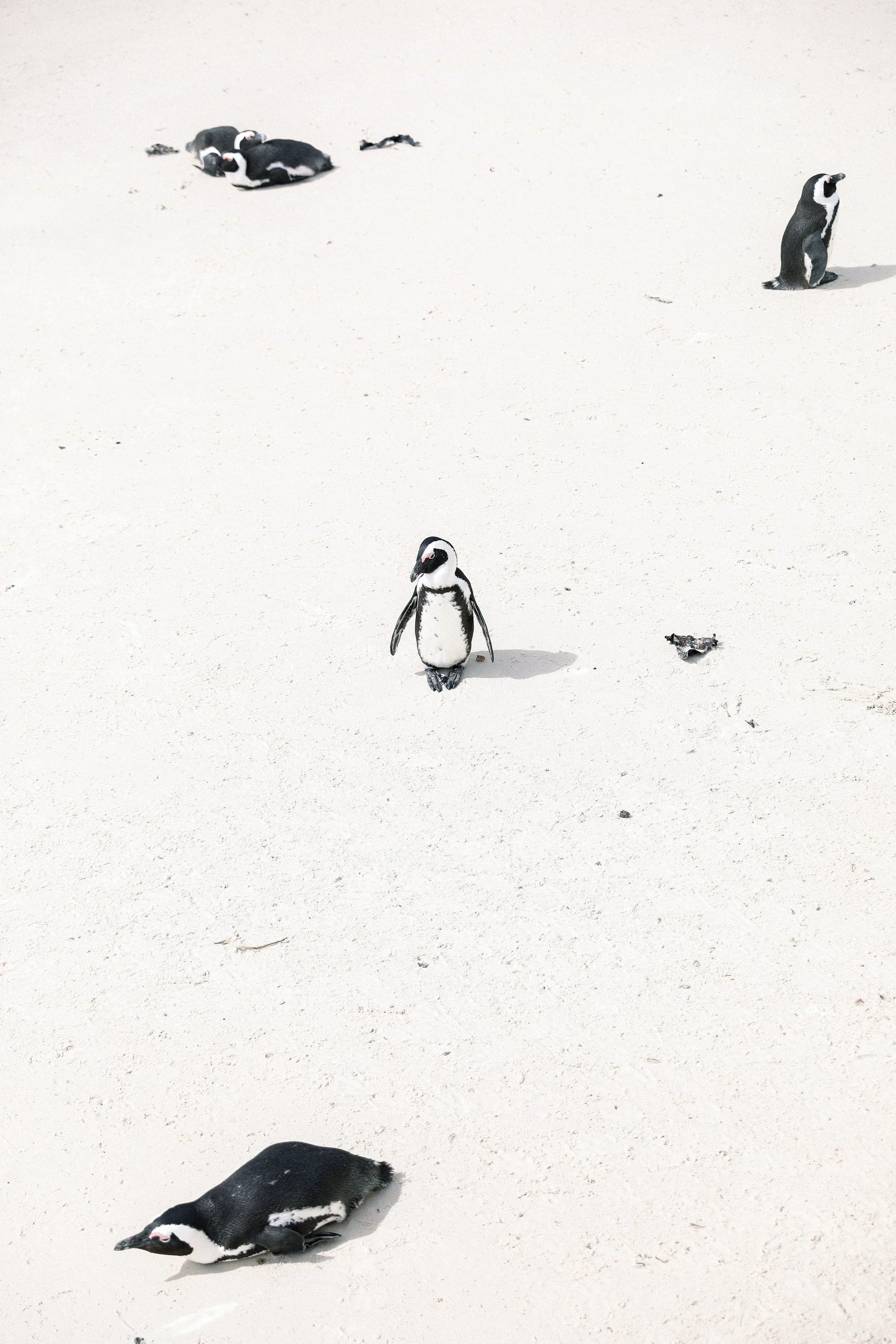 Boulders Beach Penguins - Cape Town