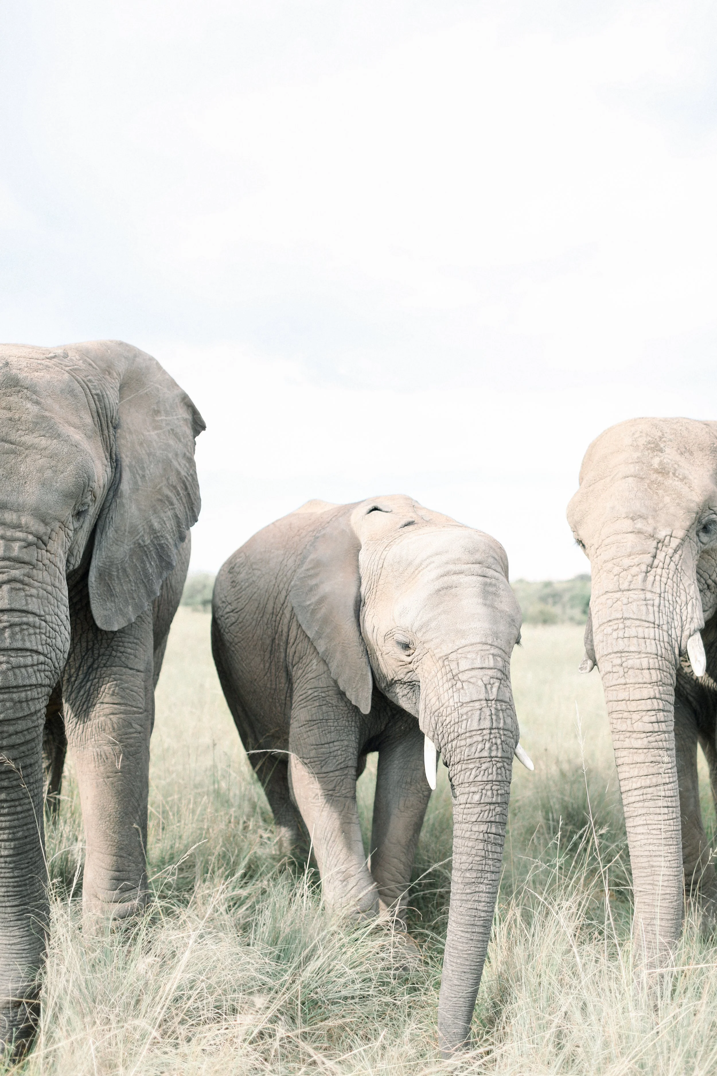 Elephants at Adventures with Elephants
