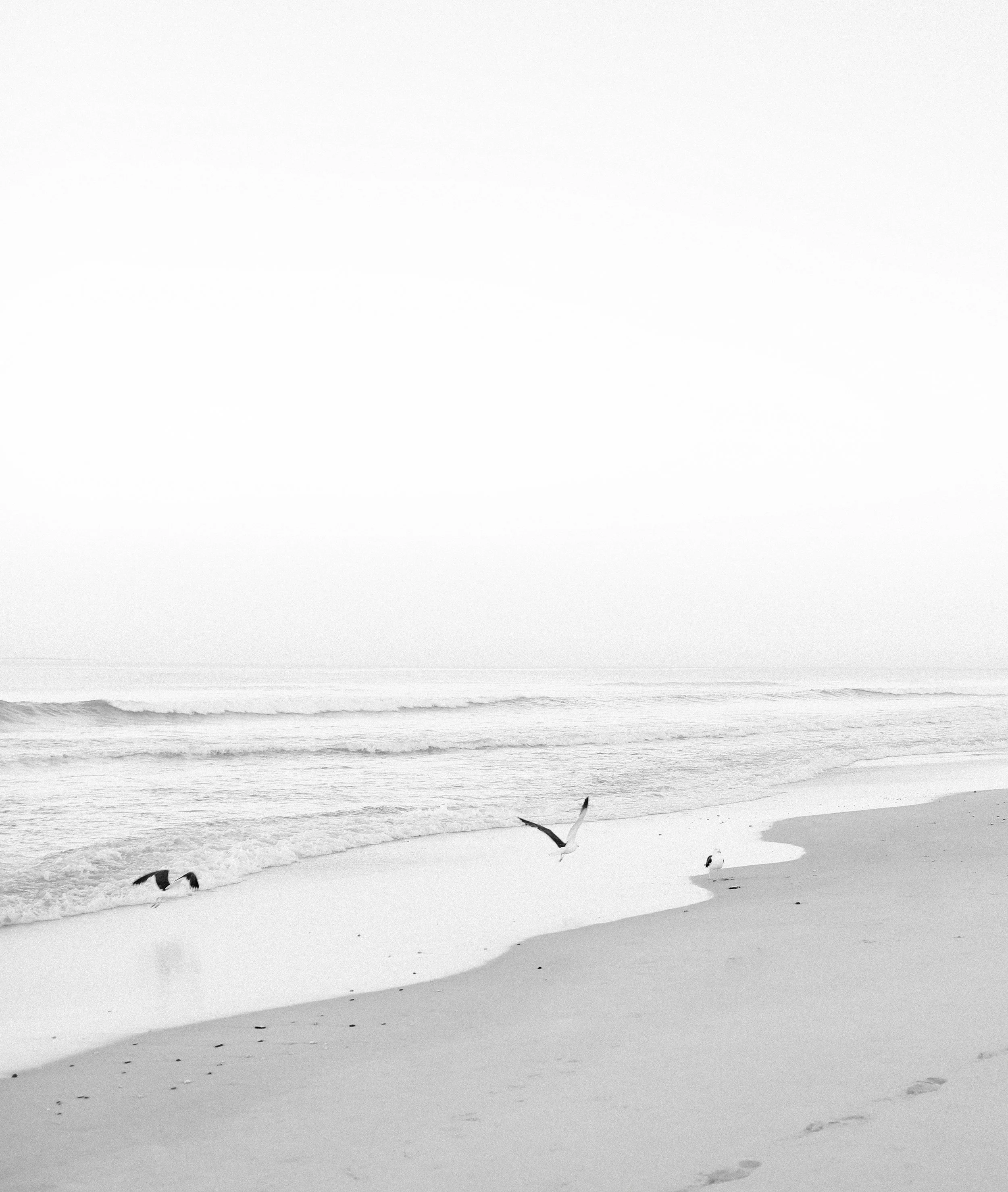 Blouberg Beach Seagulls in B&W