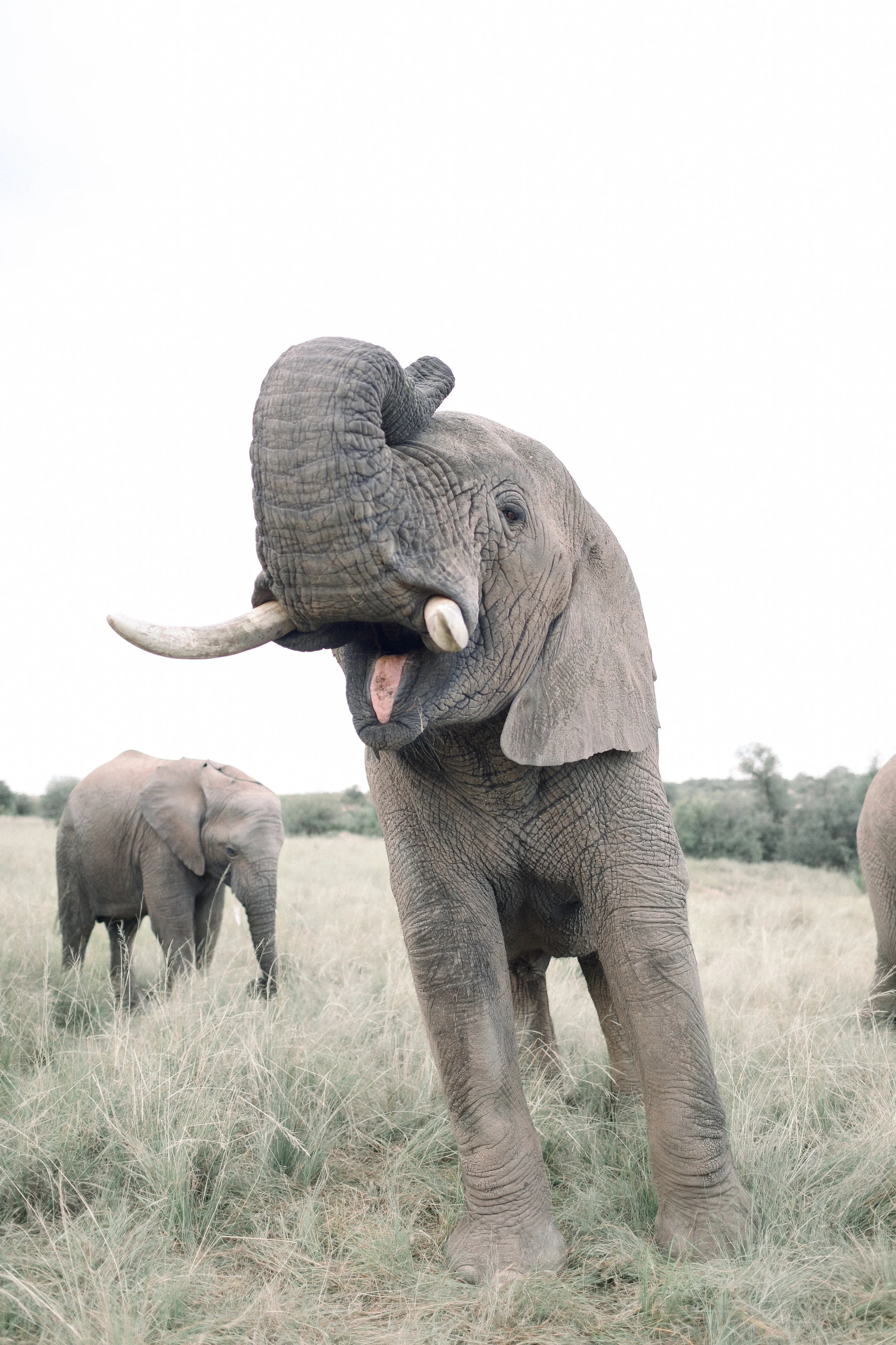 Chova in Limpopo, Gauteng