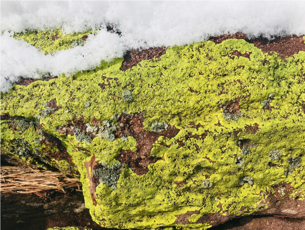 Boulder County Buzz - January 2019