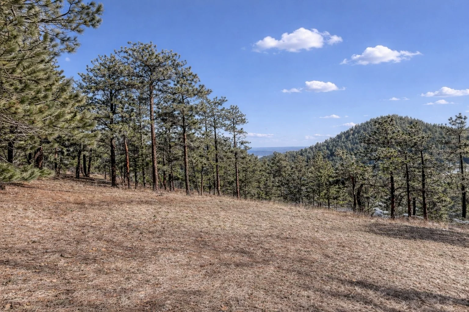 Forest clearing on a sunny hillside.jpg