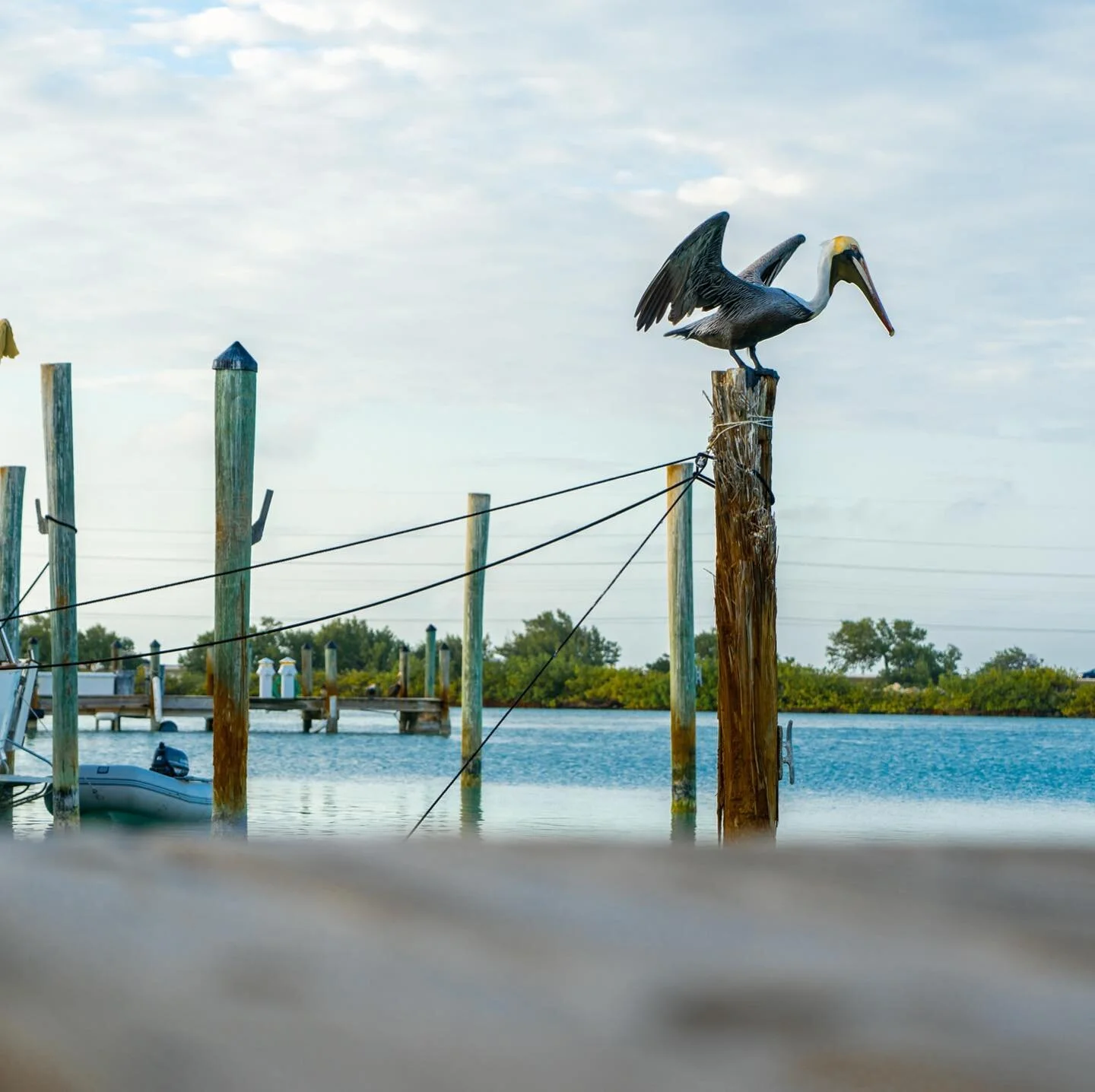 Other than Finding Nemo I have never seen pelican before and they were EVERYWHERE by the water. They were so beautiful and chill. 

#nature #florida #floridakeys #thekeys #beautiful #warmWeather #naturelovers #marina #pelican #dock #water #ocean #sal