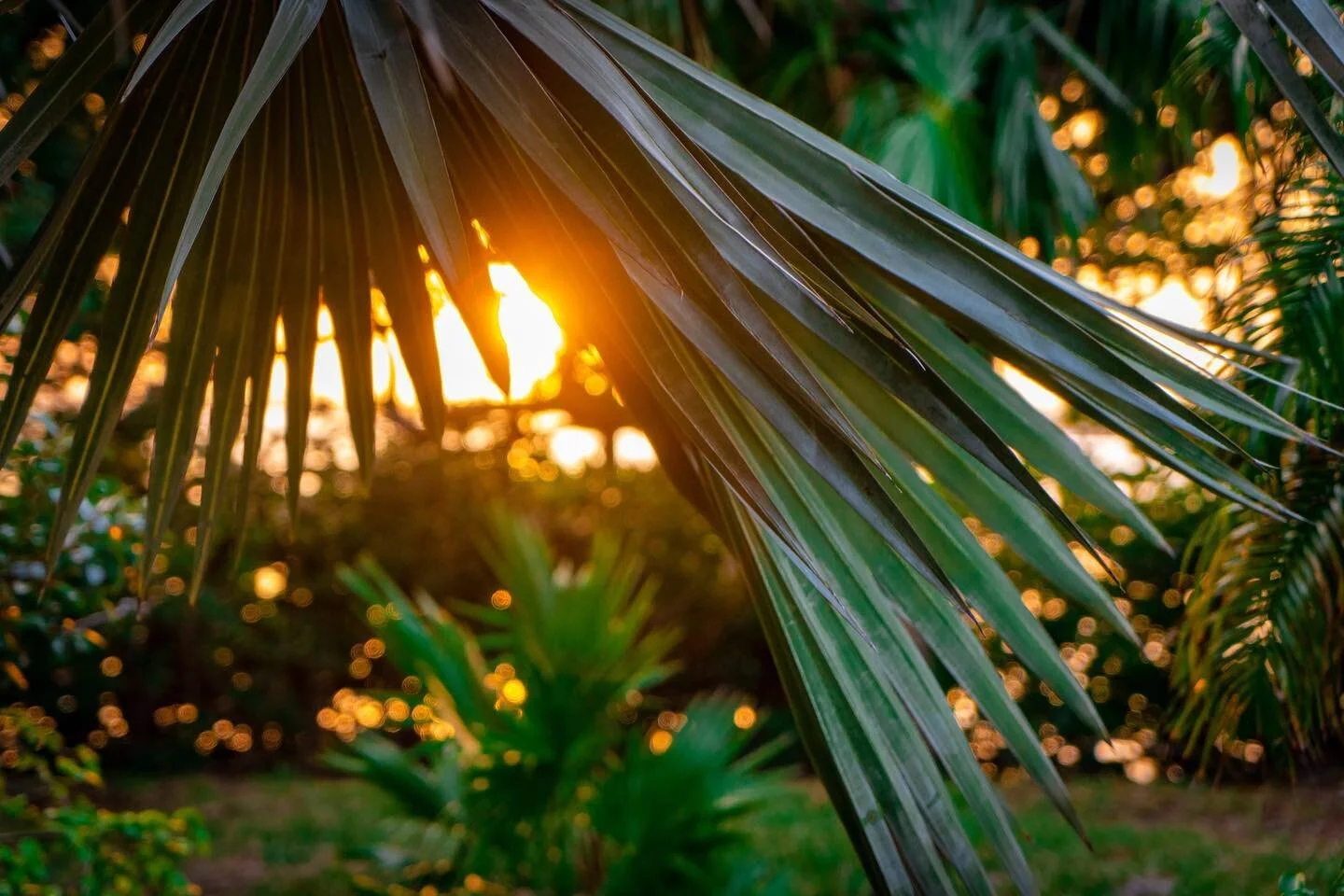 Summertime can&rsquo;t come soon enough. 

#sunset #sunsetphotography #nature #florida #beautiful #warmWeather #naturelovers #palmtrees #palmleaves #green #sunray #florida #floridakeys #thekeys #duckkeyflorida #summertimevibes 

#vacation #getaway #r