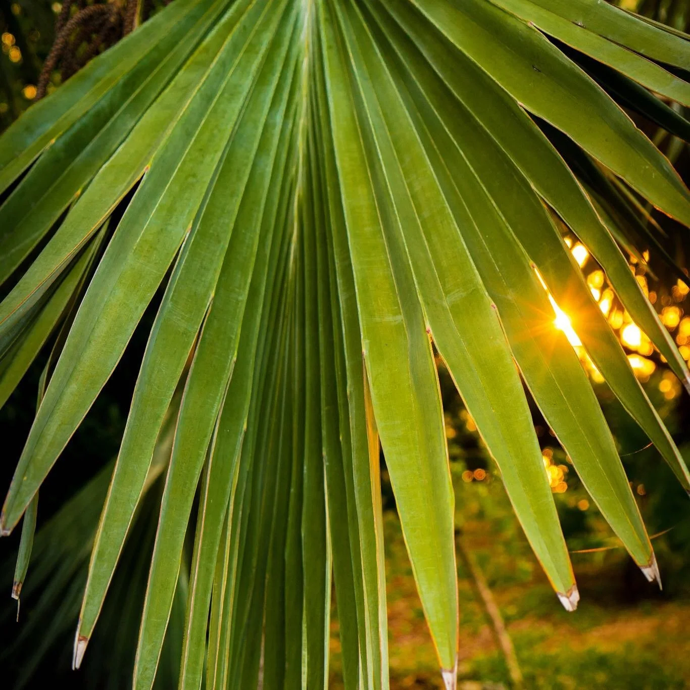 Just the perfect ray of sunshine peeking through. 

#sunset #sunsetphotography #nature #florida #beautiful #warmWeather #naturelovers #palmtrees #palmleaves #green #sunray #florida #floridakeys #thekeys #duckkeyflorida #bright 

#vacation #getaway #r