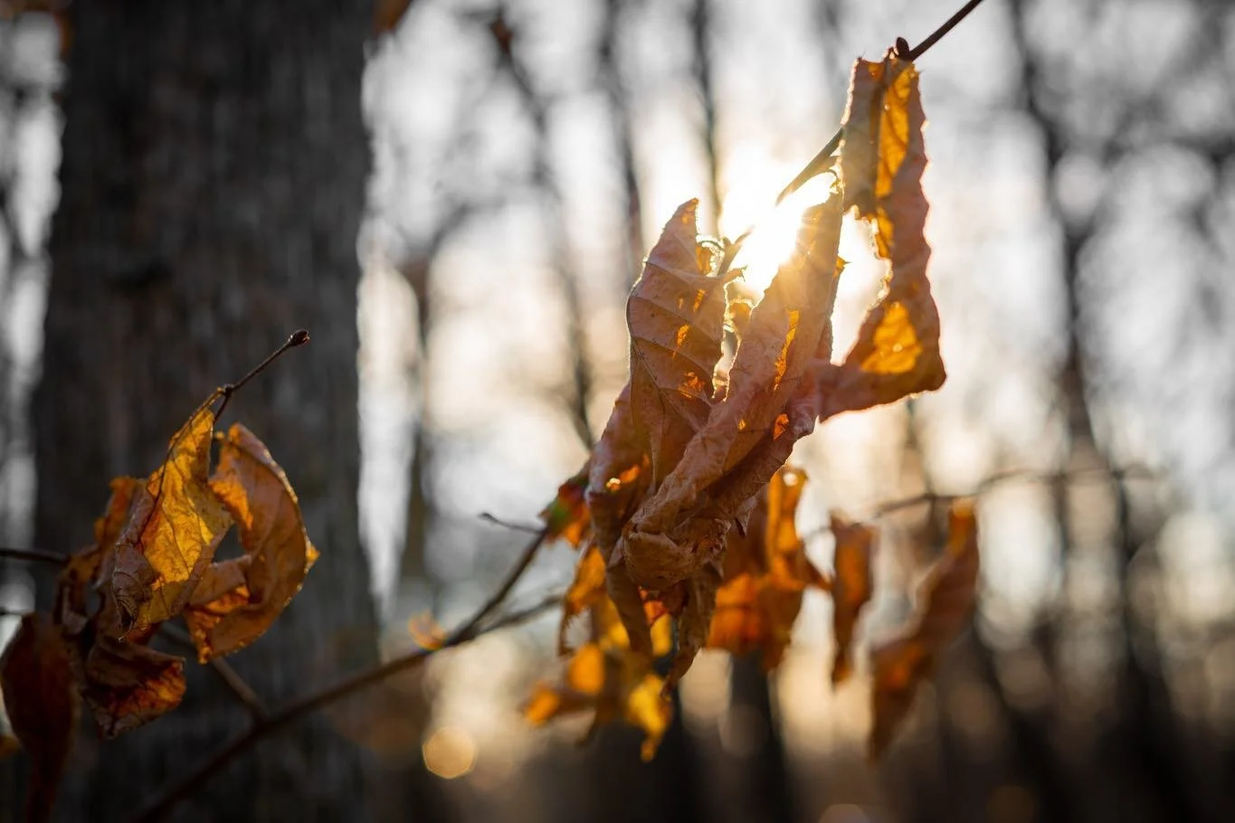 There&rsquo;s something about the sun that always makes photos so much more dynamic. 

#park #takeawalk #almostspring #clearday #forest #sunnyday #gettingwarmer #hiking #trees #leaves #warmtones #orangeleaves #capturethelight #transparent #glow #brig