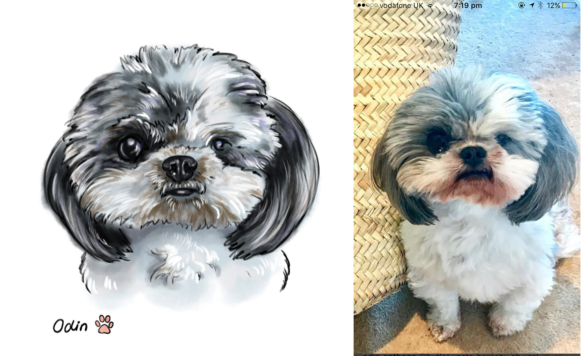pet portrait - odin.jpg