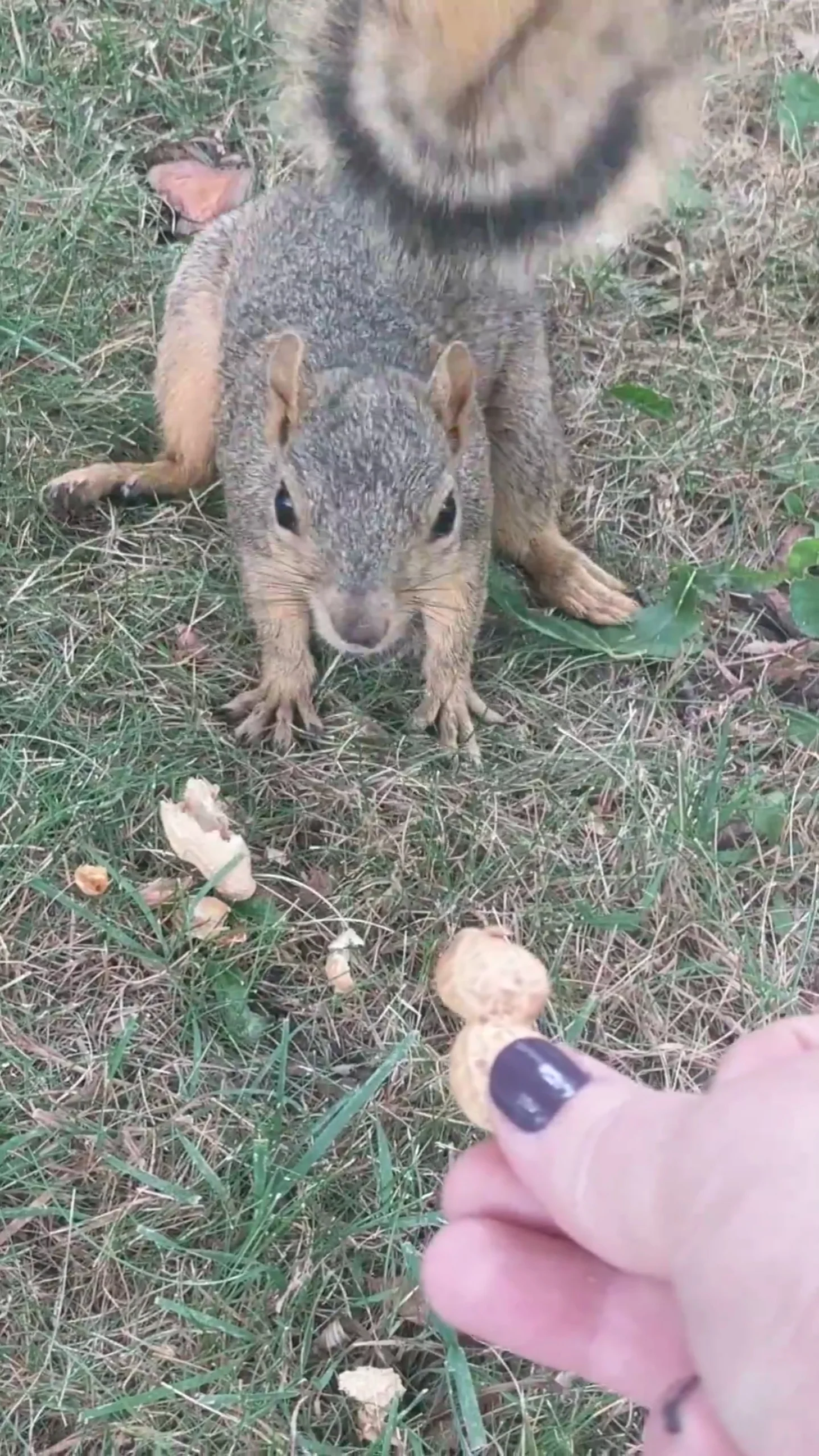 Chickpea.png