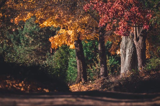 fall trail.jpeg