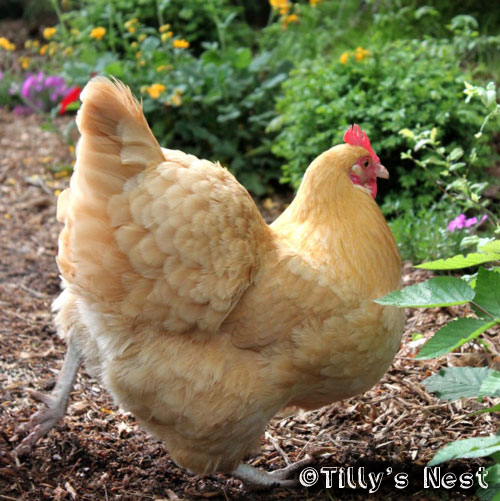 Oyster Cracker! A big fluffy ball of sunshine.
