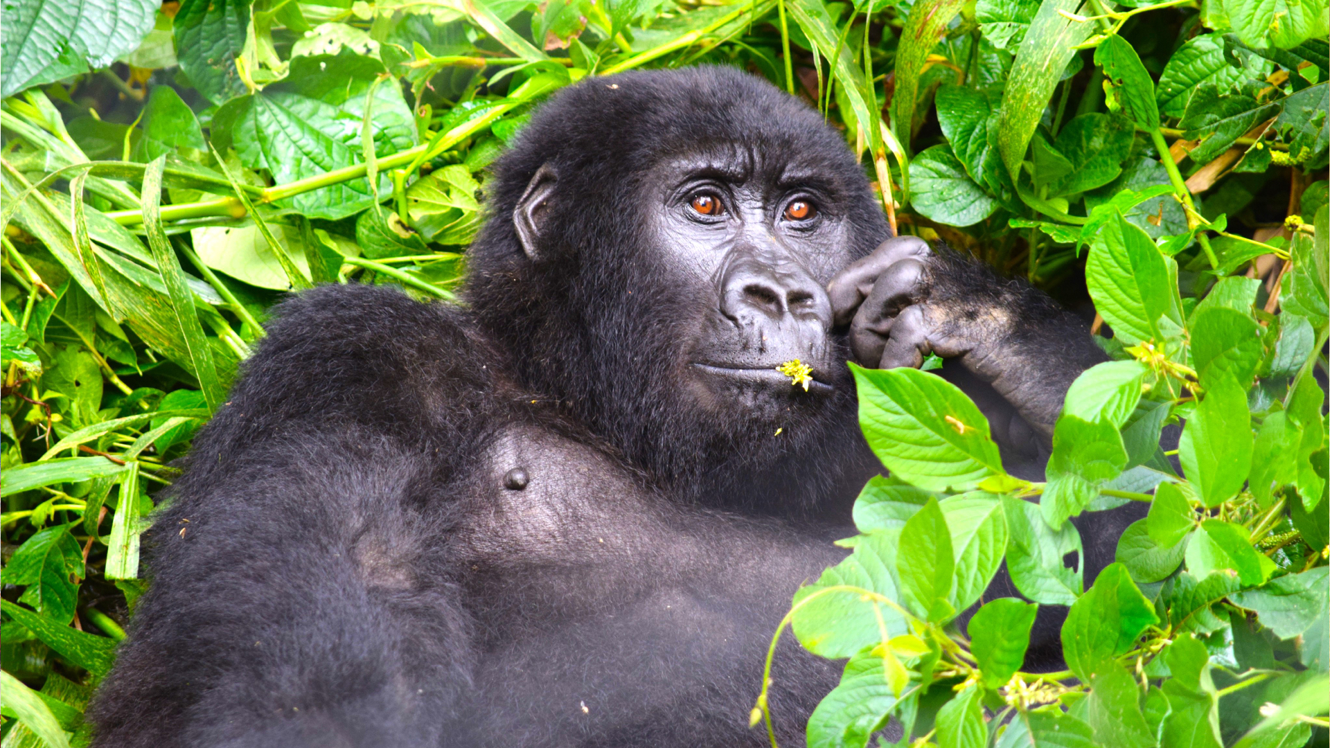 Maisha's parents and family members were assassinated by charcoal traders — Dependence on wood energy is a direct threat to conservation
