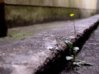 flower.jpg
