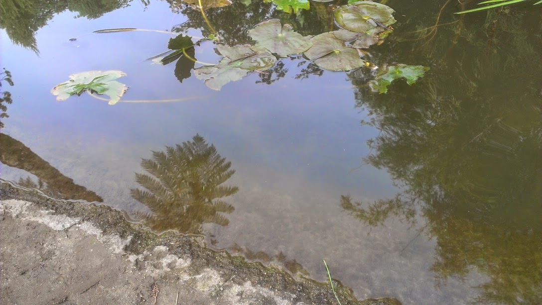 Self-Reflection in Nature