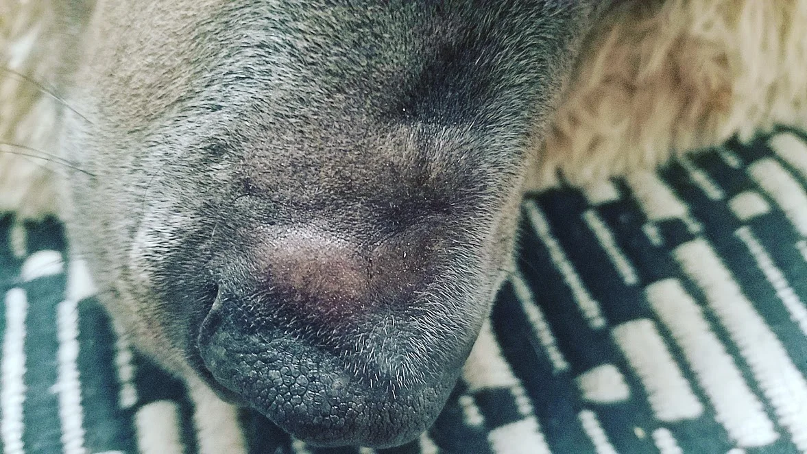 More mindful breathing brought to you by my dog.