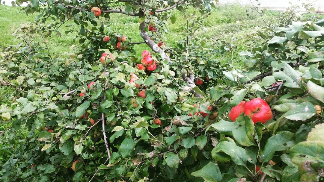 Apple orchard