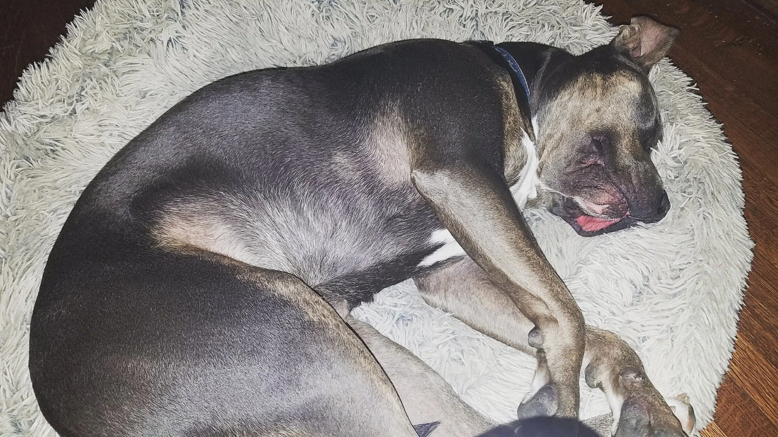 Dog napping in his bed.