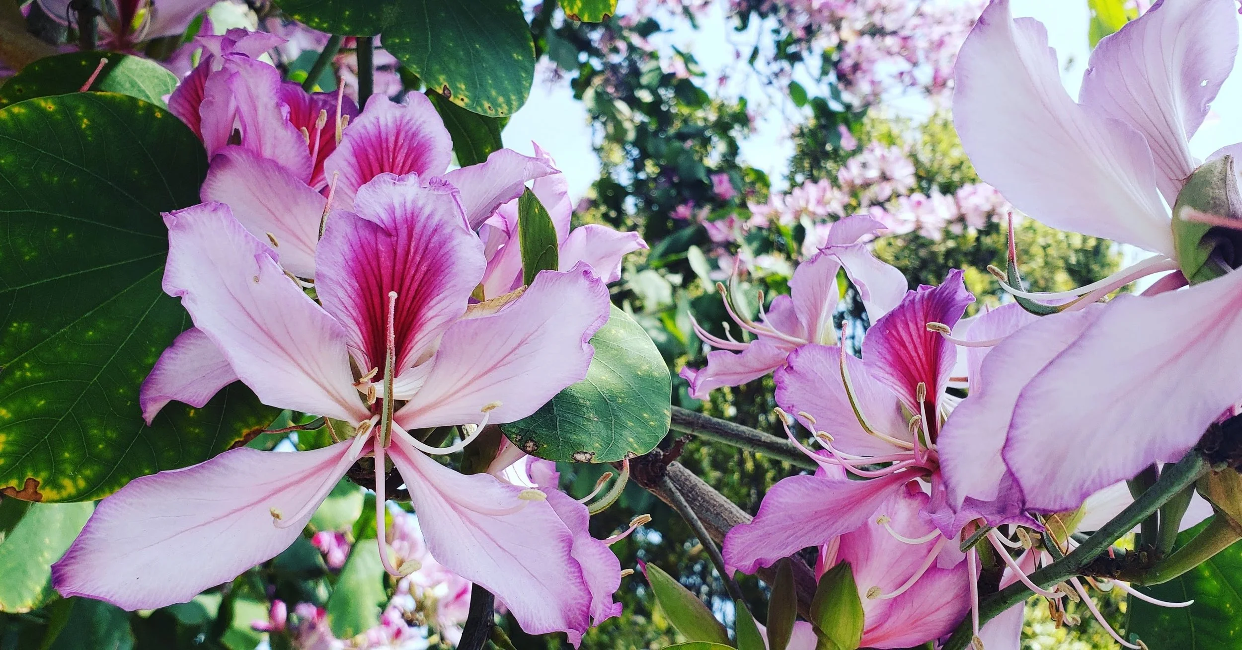 Spring flowers are the perfect hygge