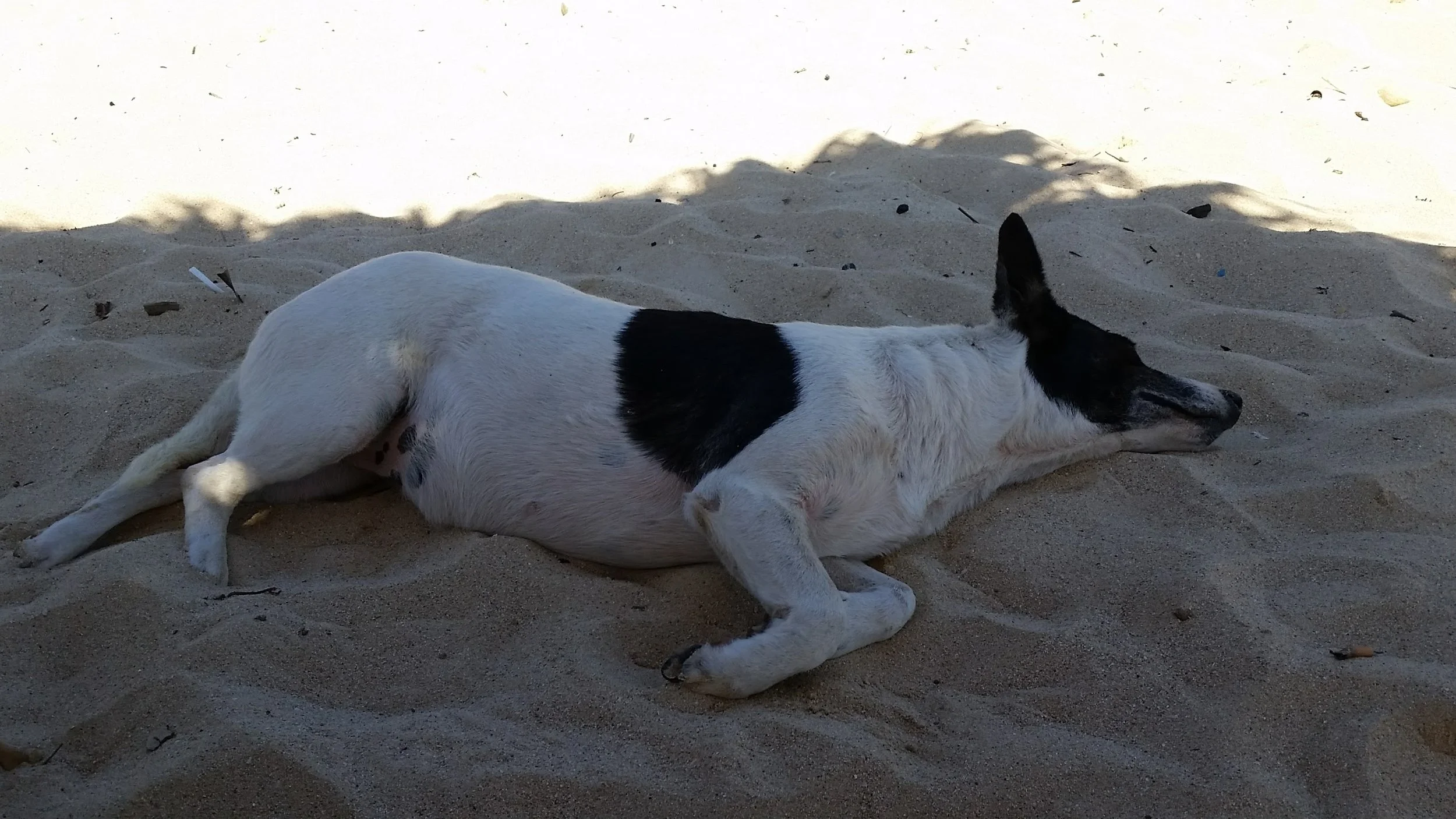 Dog resting on the beach. Now this is disconnection at its finest.