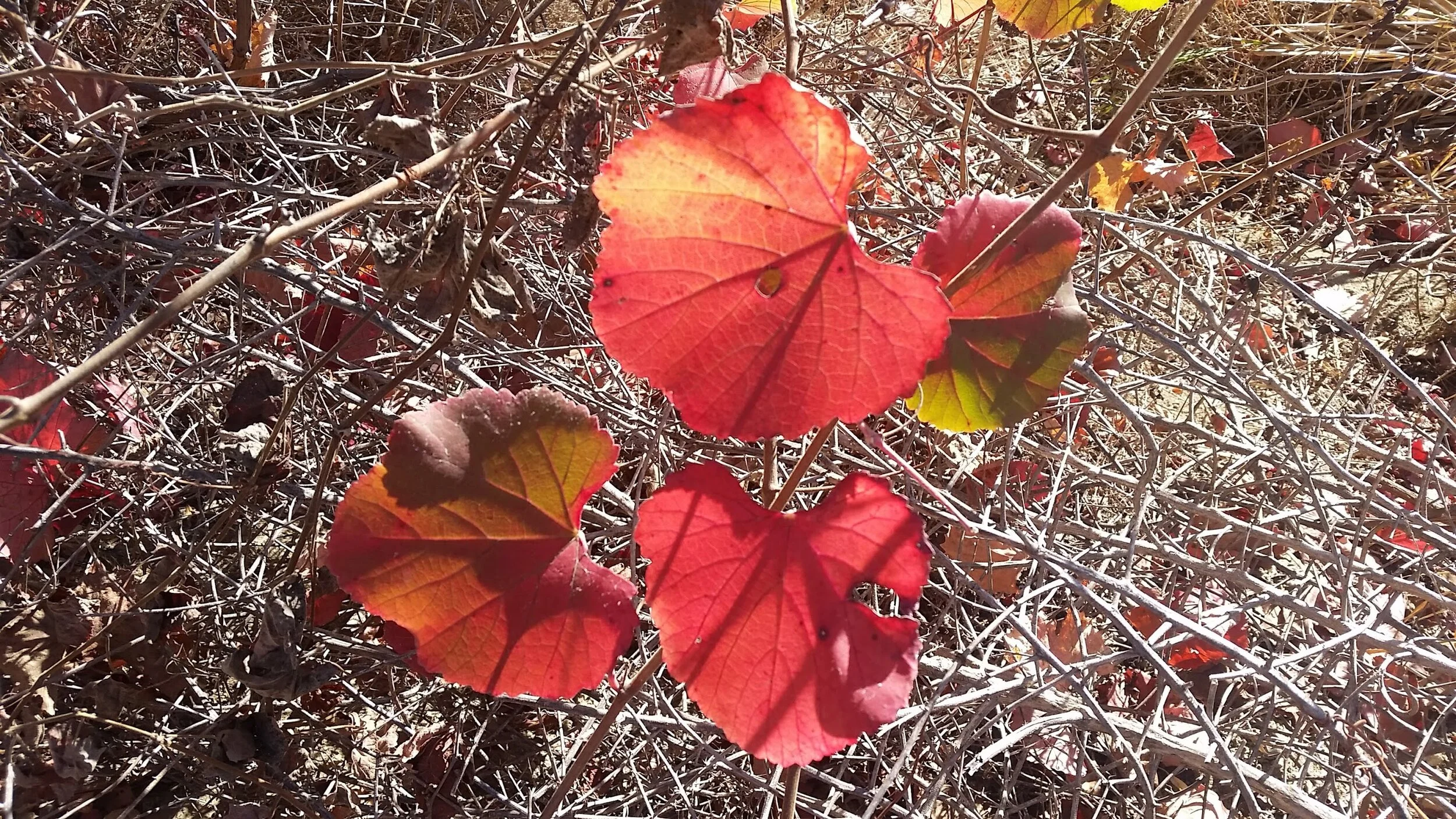 Changing leaf color is a sign of autumn here in Los Angeles, CA