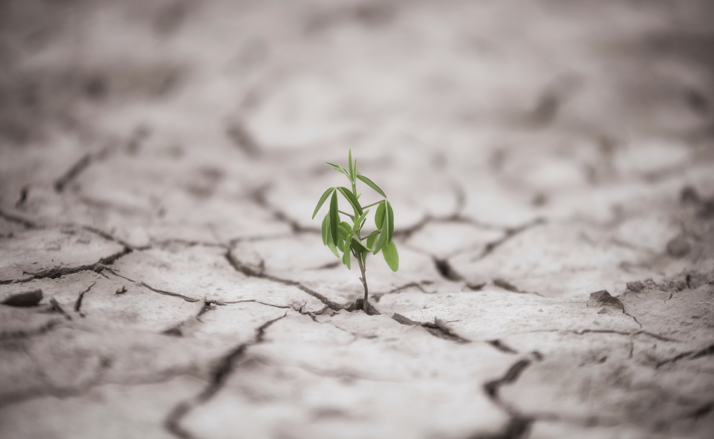plant growing through crack in dry dirt