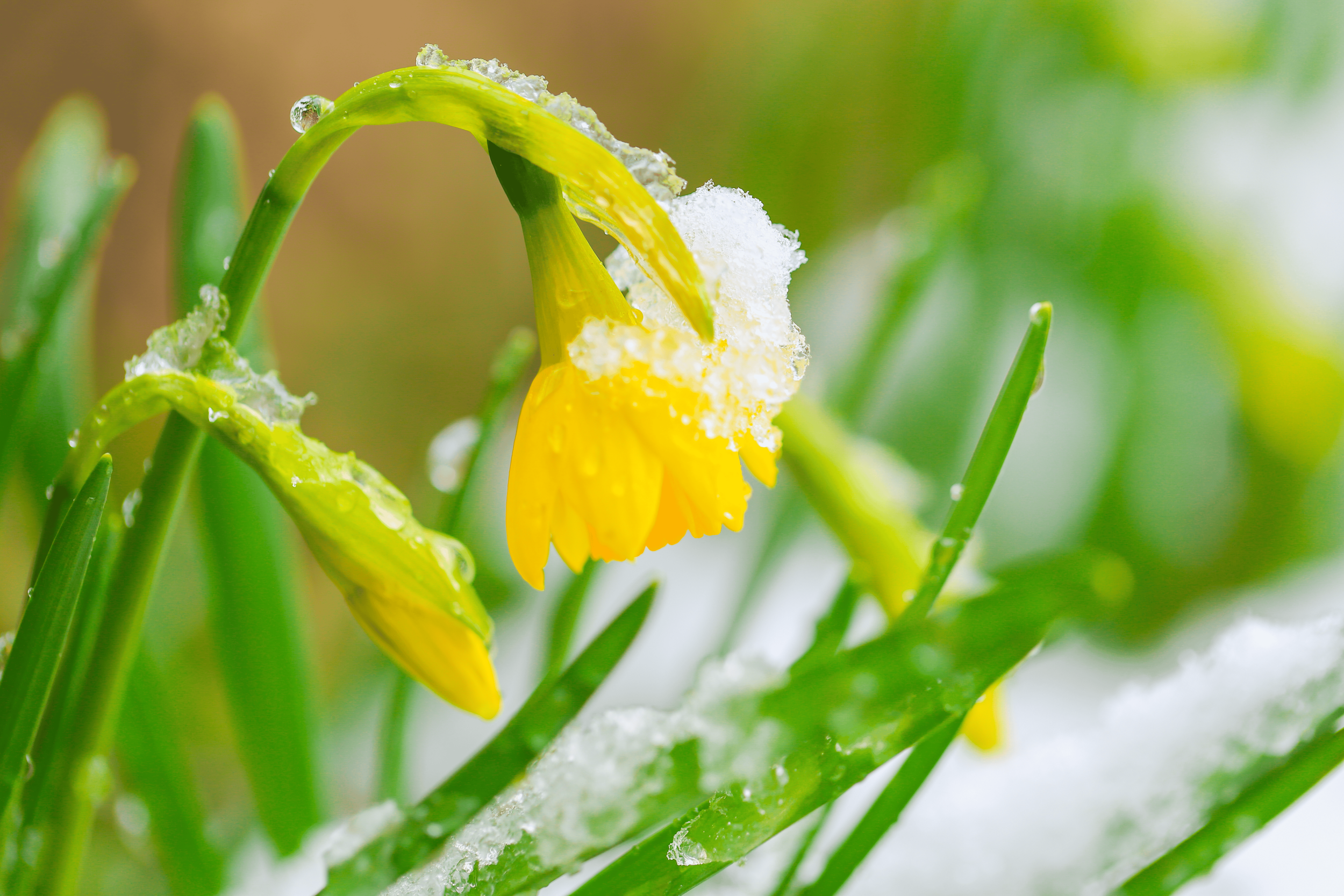Daffodil flower covered in snow during early spring, symbolizing resilience and renewal on the Spring Equinox.