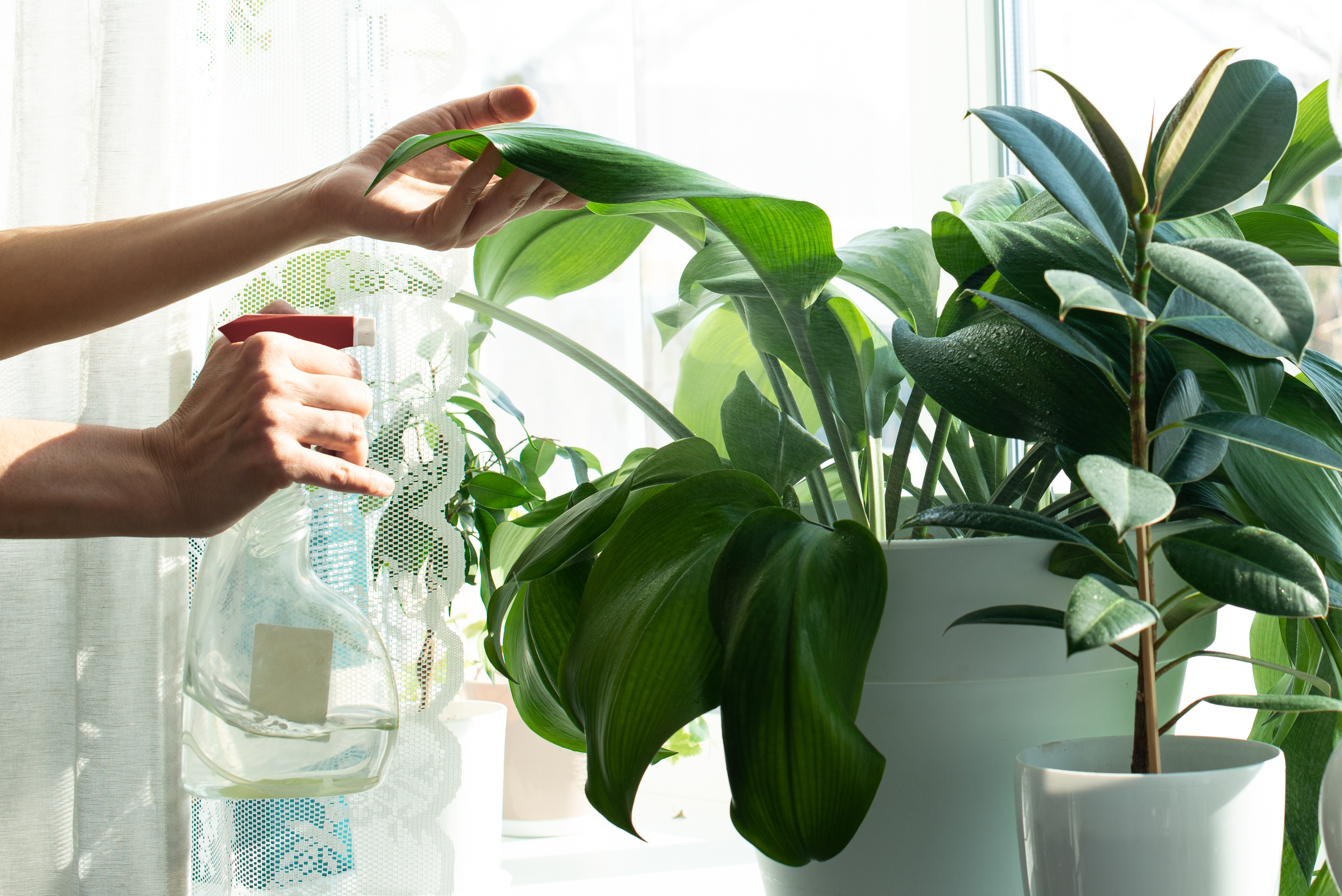 person watering indoor plants