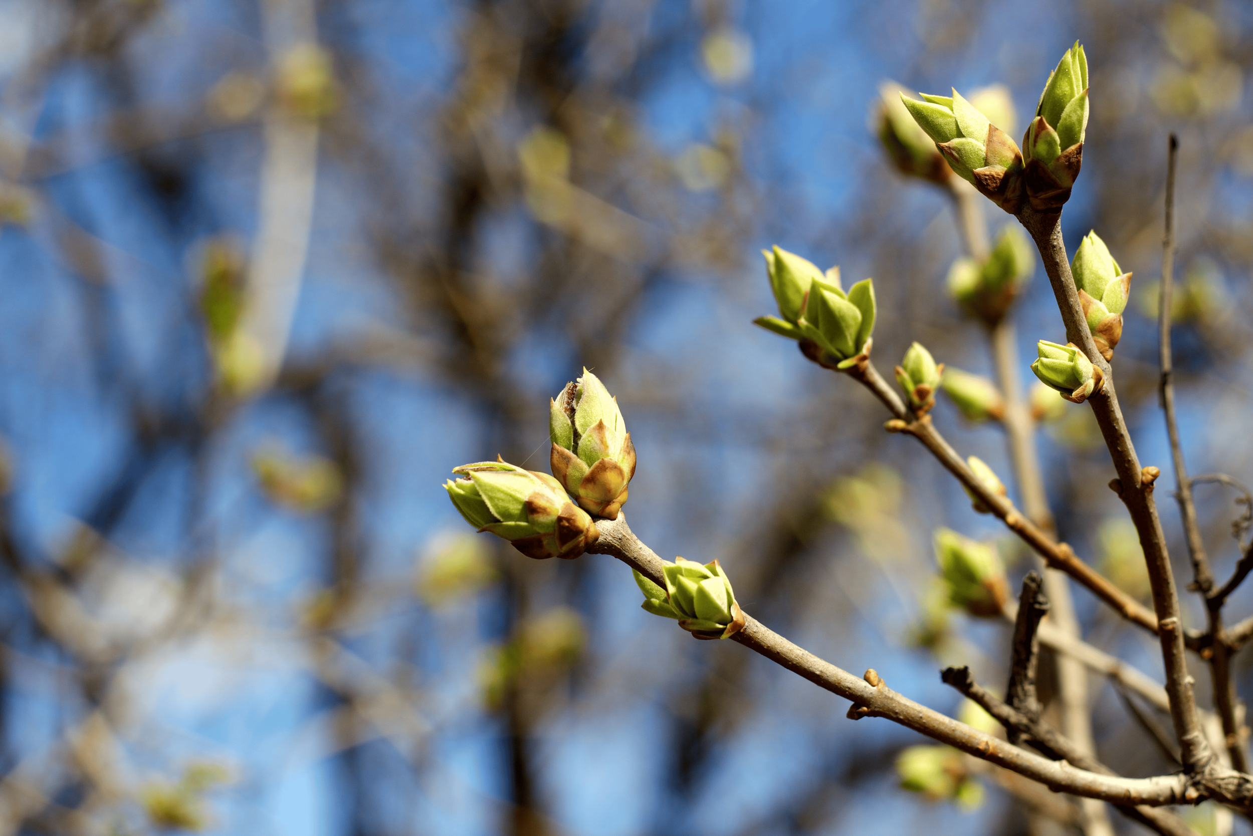 Close-up of fresh spring tree buds blooming on bare branches, representing renewal and growth during the Spring Equinox